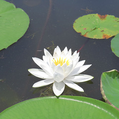 Water lily in Bluff Lake
