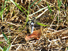 Black-tailed Skimmer in cop (Orthetrum cancellatum) DSB 1170