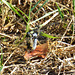 Black-tailed Skimmer in cop (Orthetrum cancellatum) DSB 1170