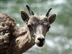 Bighorn Sheep / Ovis canadensis