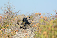 Namibia, Rhino in Etosha National Park