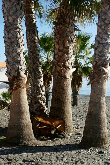 Resting under the palm trees atAlmuñécar