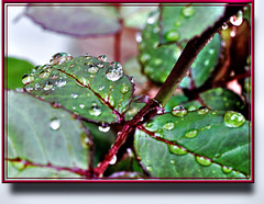 Rain drops at Rose sheets. ©UdoSm