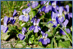 Wilde Veilchen (Viola). ©UdoSm