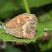 ButterflyIMG 6169