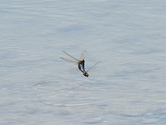 Black-tailed Skimmer in aerial cop ( Orthetrum cancellatum) DSB 1007