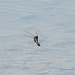Black-tailed Skimmer in aerial cop ( Orthetrum cancellatum) DSB 1007