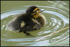 twirling duckling