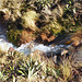 Stream in Tongariro National Park