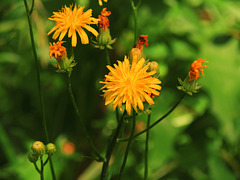 1 (88)...austria flower