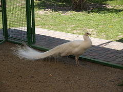 Снежный павлин / Snow (White) Peacock