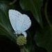 ButterflyIMG 6164