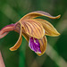 Hexalectris spicata (Crested Coralroot orchid)