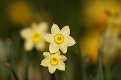 Narcissus, Minnow