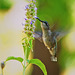 Hummingbird.  8067759