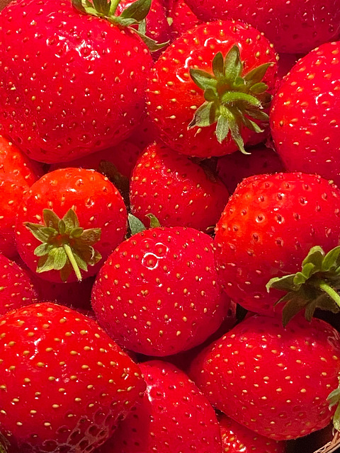 Erdbeeren im September DE