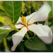 Gardenia jasminoides ..........Belle semaine à tous !