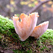 Fungi on the Sett Valley Trail