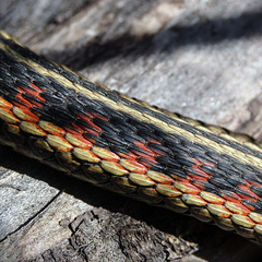 Red-sided Garter Snake scales