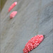 Pink Apple Snail eggs...