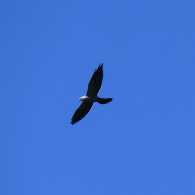 Mississippi kite - Ictinia mississipiensis