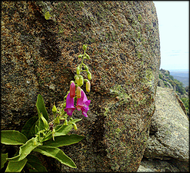 Granite and foxglove