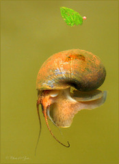 Look into the small Eye of the Apple Snail...