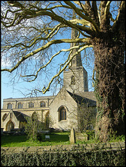 churchyard tree