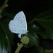 ButterflyIMG 6161
