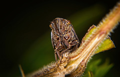 Die Wiesenschaum Zikade zeigte mir mal ihre Unterseite :))  The meadow foam cicada showed me its underside for once :))  La cicadelle de l'écume des prés m'a montré son envers du décor :))