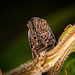 Die Wiesenschaum Zikade zeigte mir mal ihre Unterseite :))  The meadow foam cicada showed me its underside for once :))  La cicadelle de l'écume des prés m'a montré son envers du décor :))