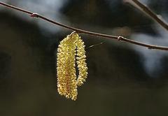 Gemeine Hasel (Corylus avellana) - Common Hazel