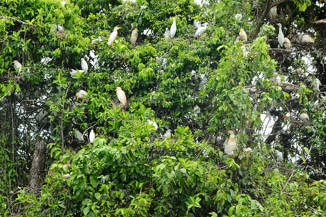 Guatemala, A Lot of Cattle Herons Nesting on a Tree