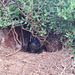 Little Penguin in burrow
