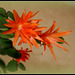 Rhipsalidopsis - cactus de Pâques