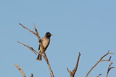 Namibia, The African Red-Eyed Bulbul