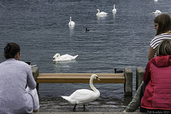 am Zürichsee, als er etwas viel Wasser hatte ... (© Buelipix)