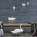 am Zürichsee, als er etwas viel Wasser hatte ... (© Buelipix)
