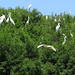 Egrets on Taxodium trees