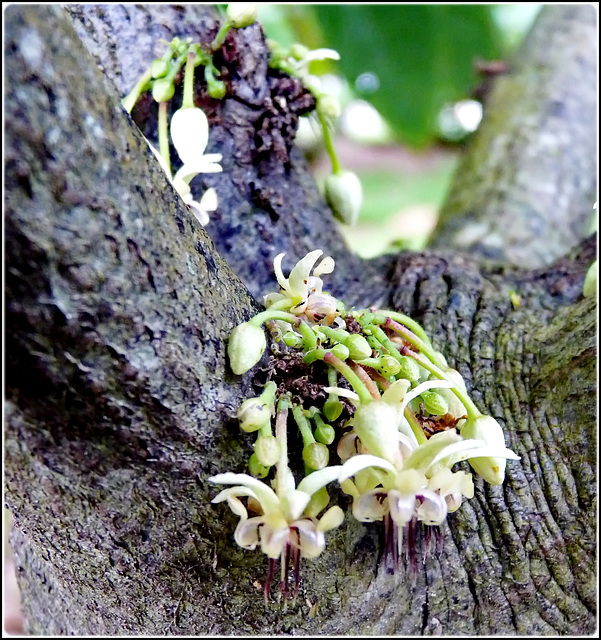 Ilhéus : i fiori della pianta del cacao