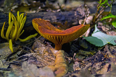 Curvaceous Mushroom