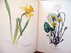 A Book of Wild Flowers