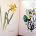 A Book of Wild Flowers