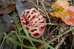 Haloween-mushroom ;-)