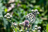 Marbled White on Creeping Thistle-DSZ4723