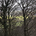 Limb Valley trees and fields
