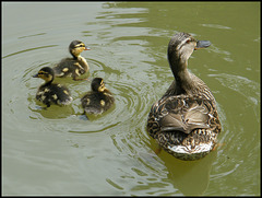 one, two, three ducklings
