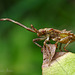 Dock Bug Nymph (Coreus marginatus)