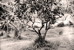 The Grape Fruit Tree