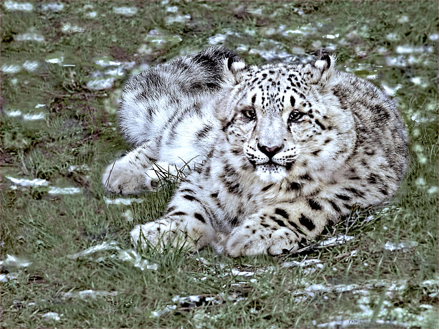 Snow leopard's baby